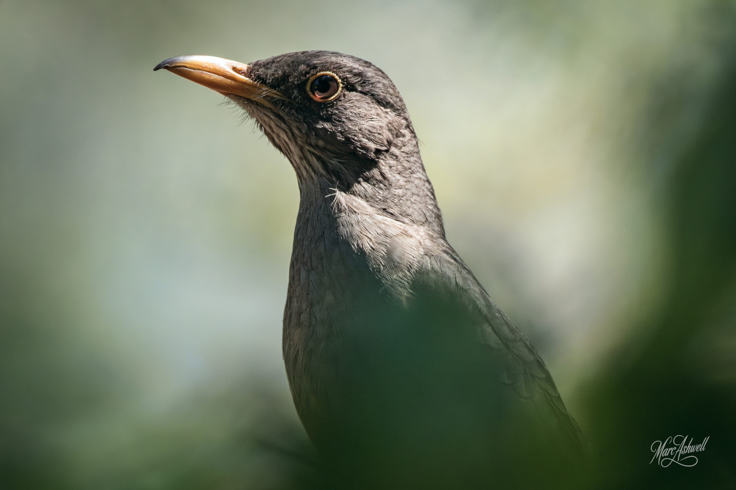Karoo Thrush