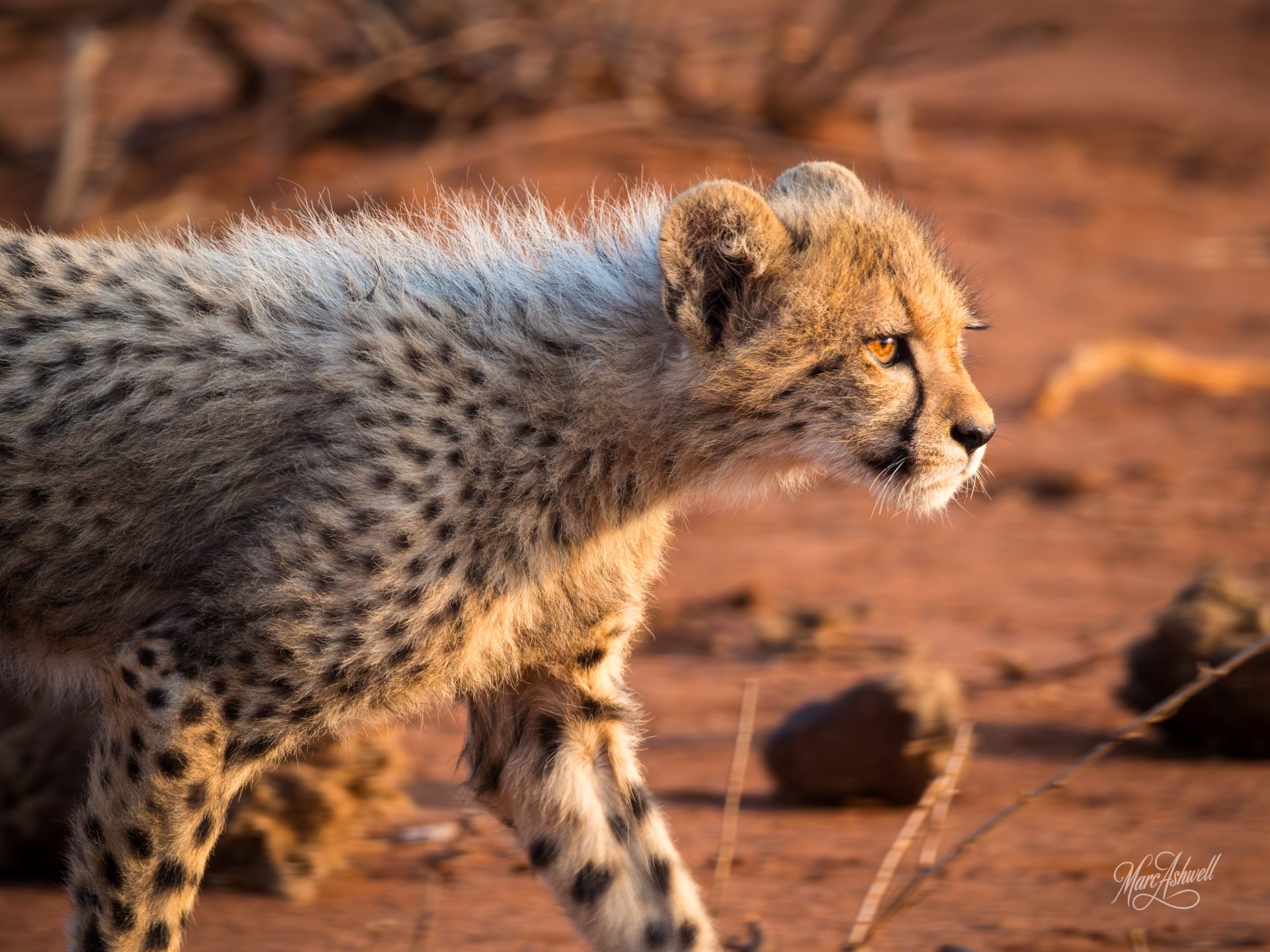 Cheetah