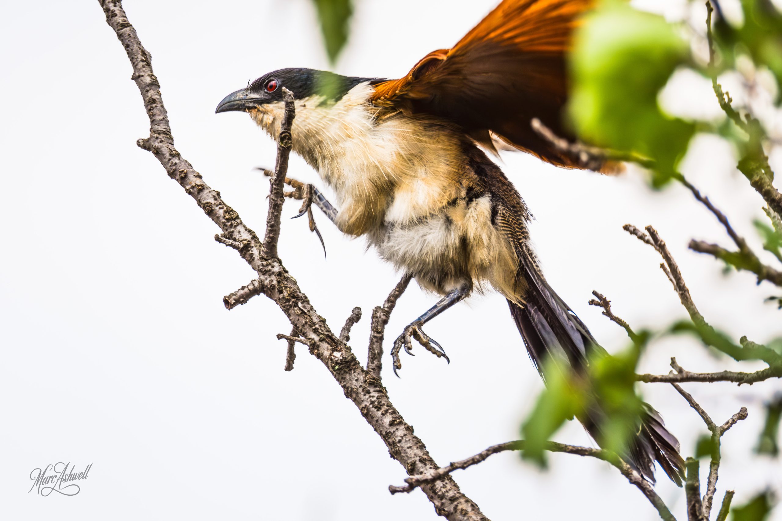 Burchell’s Coucal