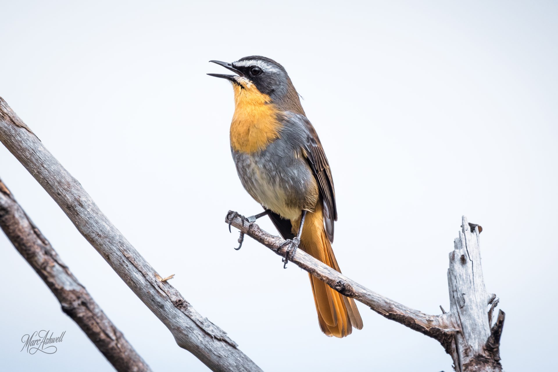 Cape Robin-chat