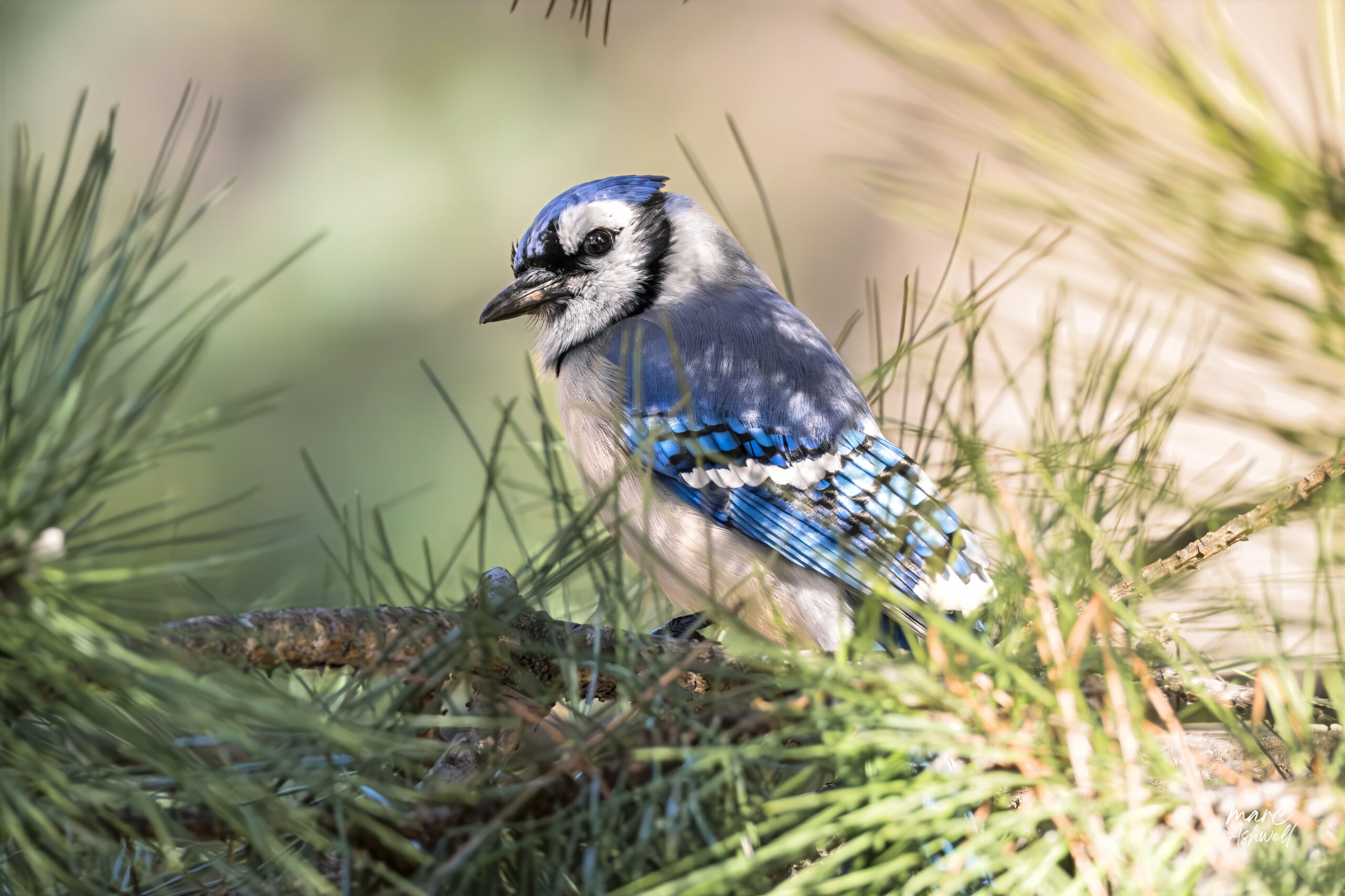Blue Jay, Central Park — Alert / Watching, Great Lawn, New York, NY, USA